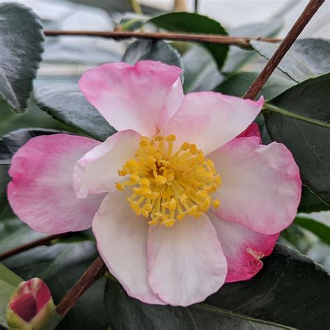sasanqua camellia for sale